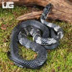 ug_Halmahera Keelback Snake_2.jpg