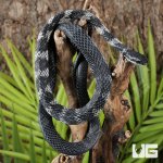 ug_Halmahera Keelback Snake_4.jpg