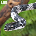 ug_Halmahera Keelback Snake_1.jpg