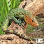 ug_baby_caiman_lizzard_4.jpg