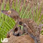 ug_Giant_Mossy_Leaf_Tail_Gecko_6.jpg