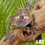 ug_Giant_Mossy_Leaf_Tail_Gecko_5.jpg