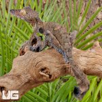 ug_Giant_Mossy_Leaf_Tail_Gecko_3.jpg