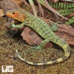 ug_baby_caiman_lizzard_5.jpg