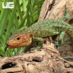 ug_baby_caiman_lizzard_3.jpg