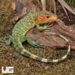 ug_baby_caiman_lizzard_2.jpg