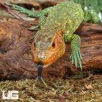 ug_baby_caiman_lizzard_1.jpg