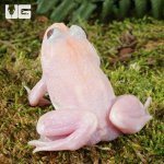ug_Leucistic_Bullfrog_5.jpg
