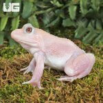 ug_Leucistic_Bullfrog_4.jpg