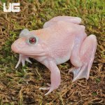 ug_Leucistic_Bullfrog_2.jpg