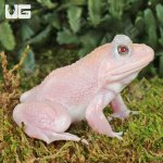 ug_Leucistic_Bullfrog_1.jpg