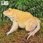 ug_Golden Albino Bullfrog_4.jpg