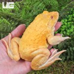 ug_Golden Albino Bullfrog_3.jpg