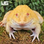 ug_Golden Albino Bullfrog_2.jpg