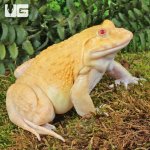 ug_Golden Albino Bullfrog_1.jpg
