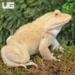 ug_Albino_Bullfrog_4.jpg