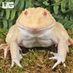 ug_Albino_Bullfrog_3.jpg