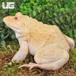 ug_Albino_Bullfrog_2.jpg