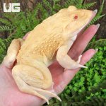 ug_Albino_Bullfrog_1.jpg