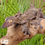 ug_Giant_Mossy_Leaf_Tail_Gecko_7.jpg