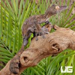 ug_Giant_Mossy_Leaf_Tail_Gecko_4.jpg