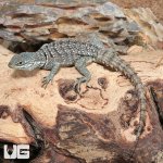 ug_Madagascan_Spiny_Tail_Iguana_(Cyclops)_4.jpg