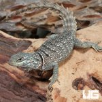 ug_Madagascan_Spiny_Tail_Iguana_(Cyclops)_3.jpg