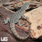 ug_Madagascan_Spiny_Tail_Iguana_(Cyclops)_2.jpg