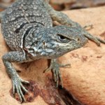 ug_Madagascan_Spiny_Tail_Iguana_(Cyclops)_1.jpg