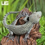 ug_Blueberrry_tokay_gecko_5.jpg