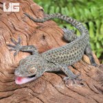 ug_Blueberrry_tokay_gecko_1.jpg