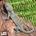 ug_Blueberrry_tokay_gecko_2.jpg