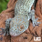 ug_Blueberrry_tokay_gecko_3.jpg