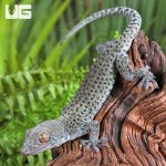 ug_Blueberrry_tokay_gecko_4.jpg