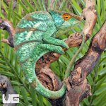 ug_Parsons_Chameleon_3.jpg