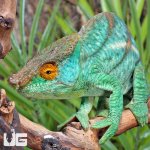 ug_Parsons_Chameleon_2.jpg