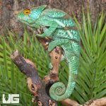 ug_Parsons_Chameleon_1.jpg