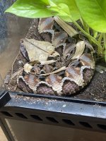 IMG_5724.jpeg