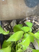 IMG_5725.jpeg