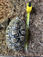 IMG_4266.jpeg