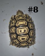 #8.jpg