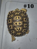 #10.jpg
