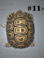 #11.jpg