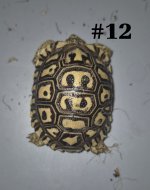 #12.jpg