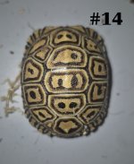 #14.jpg