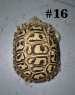#16.JPG