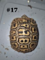 #17.JPG