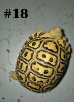 #18.JPG