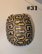 #31.JPG