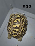 #32.JPG